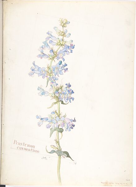 Album of American Wildflower Watercolors, Margaret Neilson Armstrong (American, New York 1867–1944 New York), Watercolor over graphite with brown ink