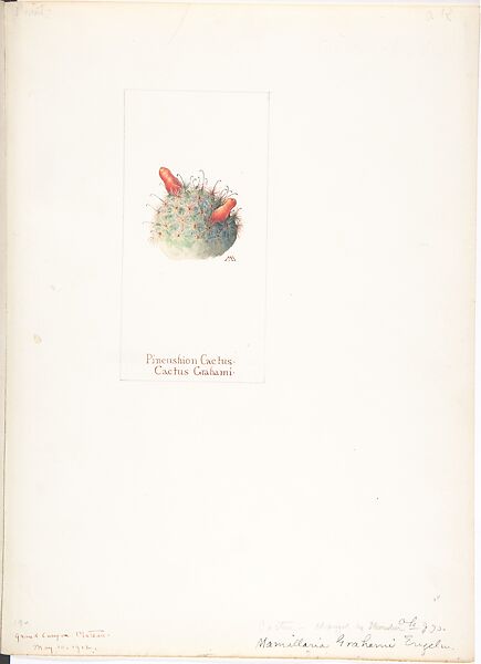 Album of American Wildflower Watercolors, Margaret Neilson Armstrong (American, New York 1867–1944 New York), Watercolor over graphite with brown ink