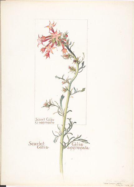 Album of American Wildflower Watercolors, Margaret Neilson Armstrong (American, New York 1867–1944 New York), Watercolor over graphite with brown ink