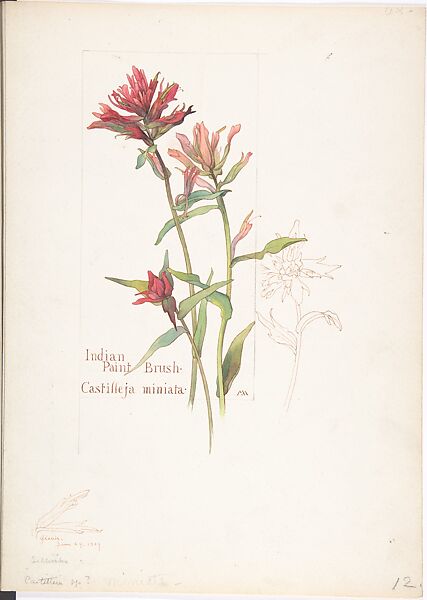 Album of American Wildflower Watercolors, Margaret Neilson Armstrong (American, New York 1867–1944 New York), Watercolor over graphite with brown ink