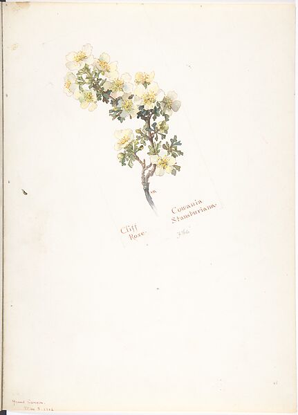Album of American Wildflower Watercolors, Margaret Neilson Armstrong (American, New York 1867–1944 New York), Watercolor over graphite with brown ink