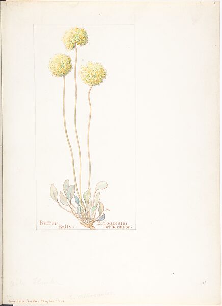 Album of American Wildflower Watercolors, Margaret Neilson Armstrong (American, New York 1867–1944 New York), Watercolor over graphite with brown ink