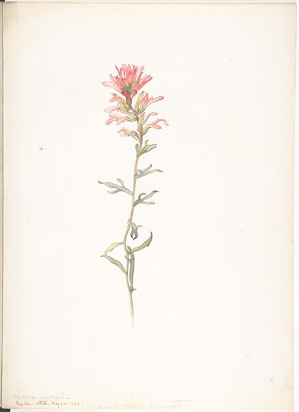 Album of American Wildflower Watercolors, Margaret Neilson Armstrong (American, New York 1867–1944 New York), Watercolor over graphite with brown ink