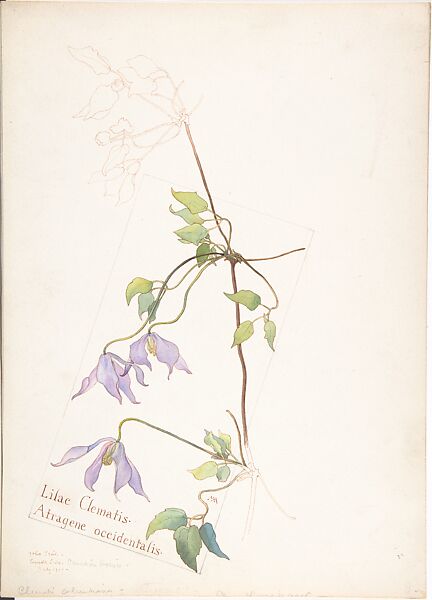 Margaret Neilson Armstrong, Album of American Wildflower Watercolors