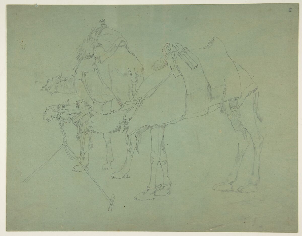 Two Camels, Anonymous, French, 19th century, Graphite on blue wove paper 