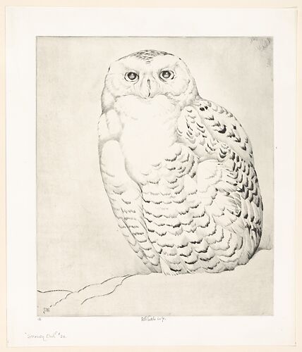 Snowy Owl