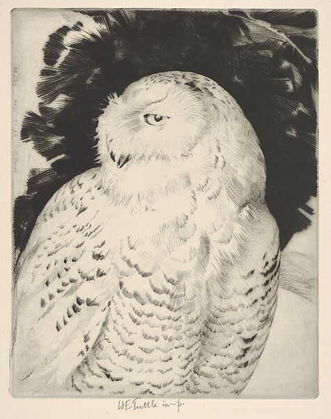 Portrait: Snowy Owl, Henry Emerson Tuttle  American, Drypoint; first state