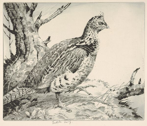 Ruffled Grouse, Henry Emerson Tuttle (American, Lake Forest, Illinois 1890–1946 New Haven, Connecticut), Drypoint; second state 