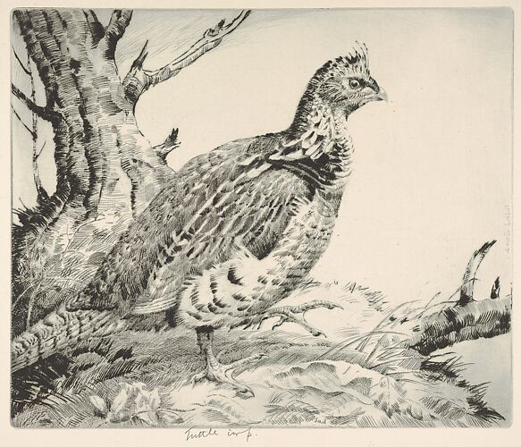 Ruffled Grouse