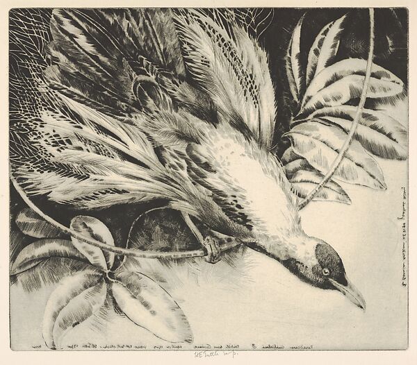 Paradisara Guilielmi, British New Guinea, Henry Emerson Tuttle (American, Lake Forest, Illinois 1890–1946 New Haven, Connecticut), Drypoint 