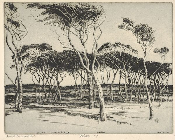 Seaward Pines, Nantucket, Henry Emerson Tuttle (American, Lake Forest, Illinois 1890–1946 New Haven, Connecticut), Drypoint 
