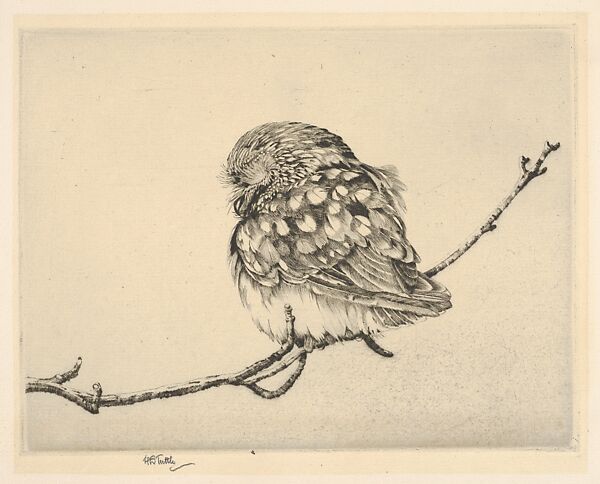 Sleeping Saw-Whet No. 1, Henry Emerson Tuttle (American, Lake Forest, Illinois 1890–1946 New Haven, Connecticut), Drypoint 