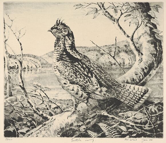 Ruffled Grouse