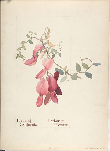 Pride of California (Lathyrus Splendens), Margaret Neilson Armstrong (American, New York 1867–1944 New York), Watercolor and brown ink over graphite, with page design indicated in graphite 