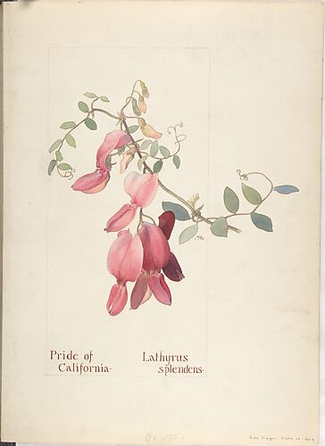 Pride of California (Lathyrus Splendens)
