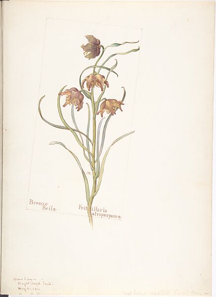 Bronze Bells (Fritillaria atropurpurea), Margaret Neilson Armstrong (American, New York 1867–1944 New York), Watercolor and brown ink over graphite, with page design indicated in graphite 