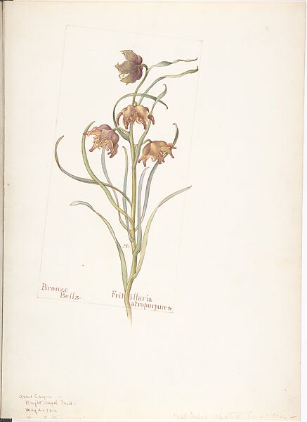 Bronze Bells (Fritillaria Atropurpurea), Margaret Neilson Armstrong (American, New York 1867–1944 New York), Watercolor and brown ink over graphite, with page design indicated in graphite 