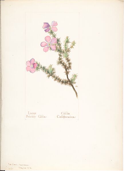 Large Prickly Gilia (Gilia California), Margaret Neilson Armstrong (American, New York 1867–1944 New York), Watercolor and brown ink over graphite, with page design indicated in graphite 