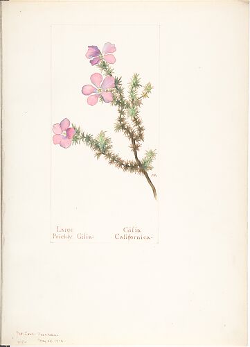 Large Prickly Gilia (Gilia California)