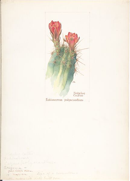 Hedgehog Cactus (Echinocereus Polyacanthus), Margaret Neilson Armstrong (American, New York 1867–1944 New York), Watercolor and brown ink over graphite, with page design indicated in graphite 