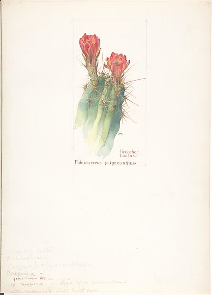 Hedgehog Cactus (Echinocereus polyacanthus), Margaret Neilson Armstrong (American, New York 1867–1944 New York), Watercolor and brown ink over graphite, with page design indicated in graphite 