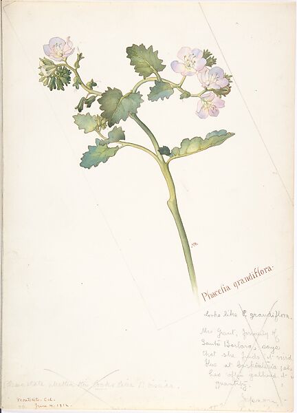 Phacelia Grandiflora, Margaret Neilson Armstrong (American, New York 1867–1944 New York), Watercolor and brown ink over graphite, with page design indicated in graphite 