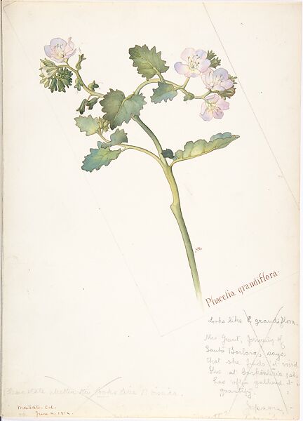 Phacelia grandiflora, Margaret Neilson Armstrong (American, New York 1867–1944 New York), Watercolor and brown ink over graphite, with page design indicated in graphite 