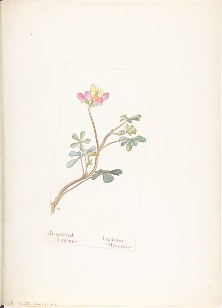 Bi-colored Lupine (Lupinus Striversii), Margaret Neilson Armstrong (American, New York 1867–1944 New York), Watercolor and brown ink over graphite, with page design indicated in graphite 