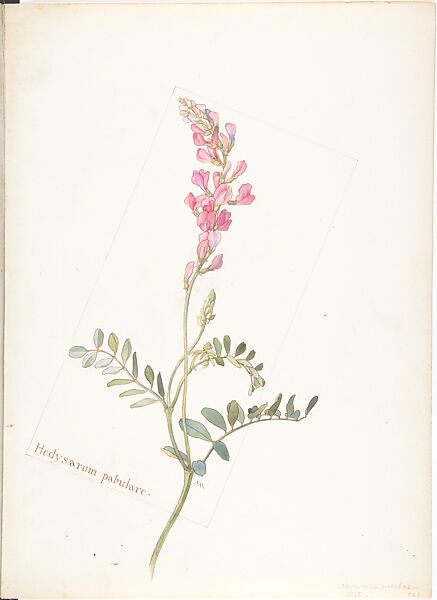 Hedysarum Pabulare, Margaret Neilson Armstrong (American, New York 1867–1944 New York), Watercolor and brown ink over graphite, with page design indicated in graphite 