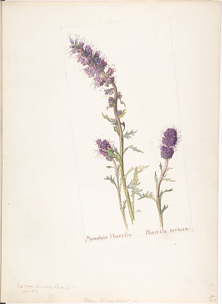 Mountain Phacelia (Phacelia Sericea), Margaret Neilson Armstrong (American, New York 1867–1944 New York), Watercolor and brown ink over graphite, with page design indicated in graphite 