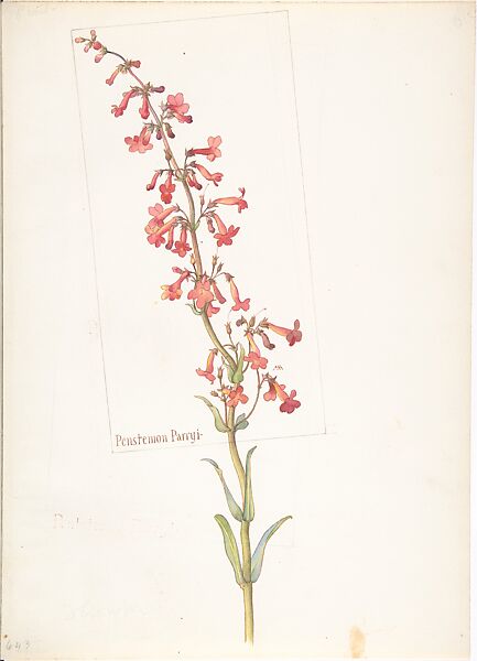 Penstemon Parryi, Margaret Neilson Armstrong (American, New York 1867–1944 New York), Watercolor and brown ink over graphite, with page design indicated in graphite 