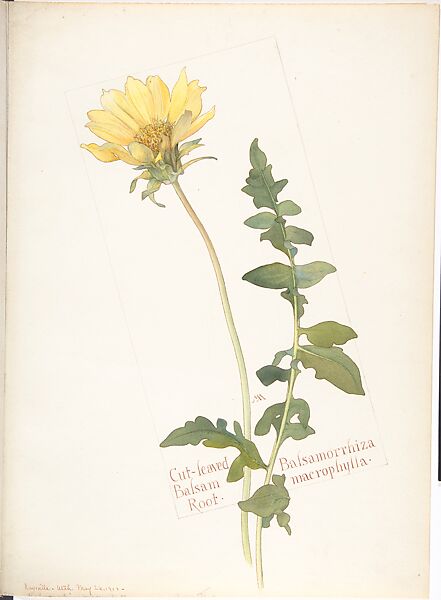 Cut-leaved Balsam Root (Balsamorrhiza macrophylla), Margaret Neilson Armstrong (American, New York 1867–1944 New York), Watercolor and brown ink over graphite, with page design indicated in graphite 