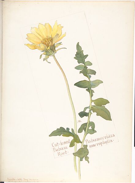 Cut-leaved Balsam Root (Balsamorrhiza Macrophylla), Margaret Neilson Armstrong (American, New York 1867–1944 New York), Watercolor and brown ink over graphite, with page design indicated in graphite 