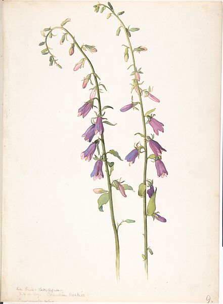 Campanula, Margaret Neilson Armstrong (American, New York 1867–1944 New York), Watercolor and brown ink over graphite 