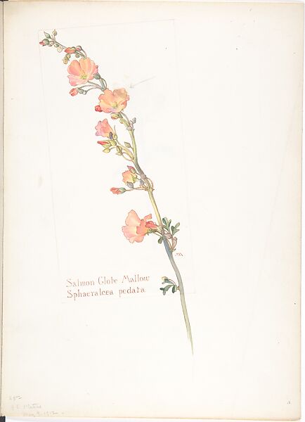 Salmon Globe Mallow (Sphaeralcea Pedata), Margaret Neilson Armstrong (American, New York 1867–1944 New York), Watercolor and brown ink over graphite, with page design indicated in graphite 