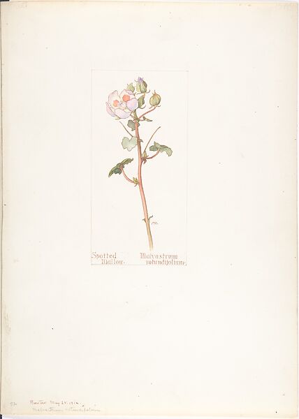 Spotted Mallow (Malvastrum rotundifolium), Margaret Neilson Armstrong (American, New York 1867–1944 New York), Watercolor and brown ink over graphite, with page design indicated in graphite 