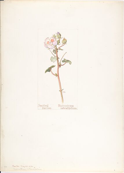 Spotted Mallow (Malvastrum Rotundifolium), Margaret Neilson Armstrong (American, New York 1867–1944 New York), Watercolor and brown ink over graphite, with page design indicated in graphite 