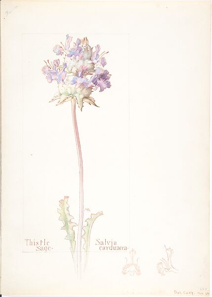 Thistle Sage (Salvia carduacea), Margaret Neilson Armstrong (American, New York 1867–1944 New York), Watercolor and brown ink over graphite, with page design indicated in graphite and two details in ink 