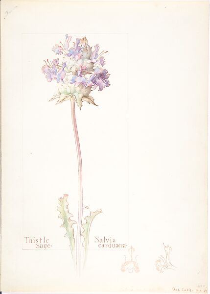 Thistle Sage (Salvia Carduacea), Margaret Neilson Armstrong (American, New York 1867–1944 New York), Watercolor and brown ink over graphite, with page design indicated in graphite and two details in ink 