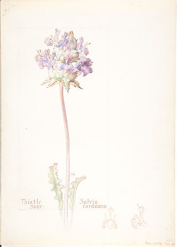 Thistle Sage (Salvia carduacea)