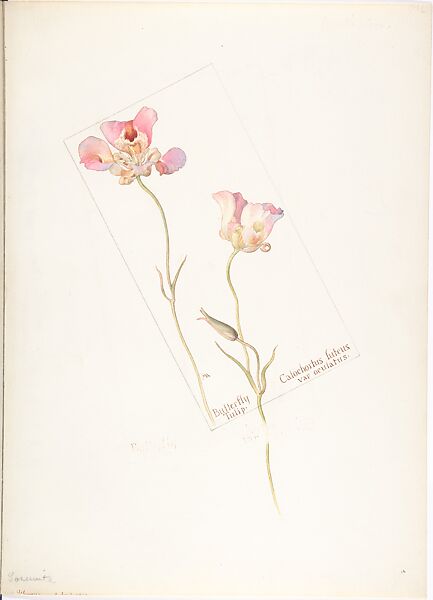Butterfly Tulip (Calochorus Luteus, var. Oculatus), Margaret Neilson Armstrong (American, New York 1867–1944 New York), Watercolor and brown ink over graphite, with page design indicated in graphite 
