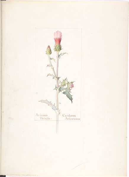 Arizona Thistle (Carduus Arizonicus), Margaret Neilson Armstrong (American, New York 1867–1944 New York), Watercolor and brown ink over graphite, with page design indicated in graphite 