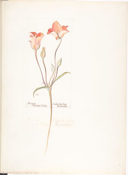 Orange Mariposa Tulip (Calochortus Kennedyi), Margaret Neilson Armstrong (American, New York 1867–1944 New York), Watercolor and brown ink over graphite, with page design indicated in graphite 