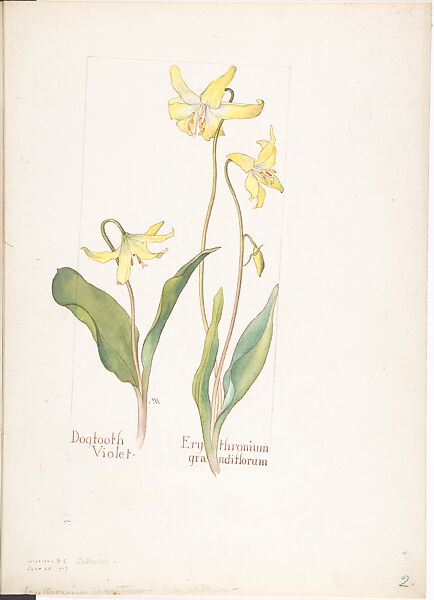 Dogtooth Violet (Erythromium Grandiflorum), Margaret Neilson Armstrong (American, New York 1867–1944 New York), Watercolor and brown ink over graphite, with page design indicated in graphite 