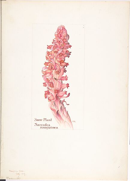 Snow Plant (Sarcodes sanguinea), Margaret Neilson Armstrong (American, New York 1867–1944 New York), Watercolor and brown ink over graphite, with page design indicated in graphite 