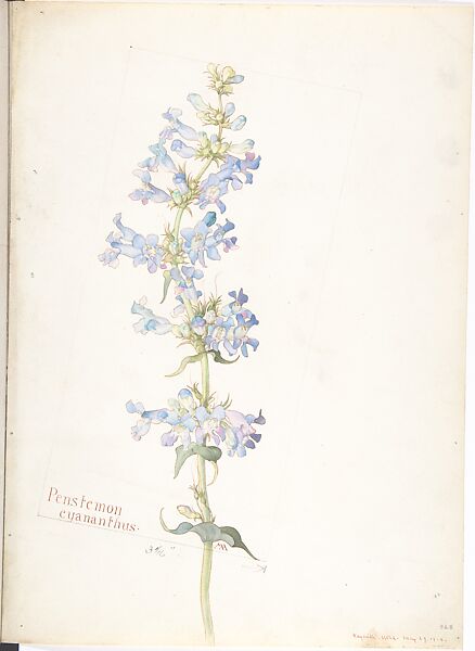 Penstemon cyananthus, Margaret Neilson Armstrong (American, New York 1867–1944 New York), Watercolor and brown ink over graphite, with page design indicated in graphite 