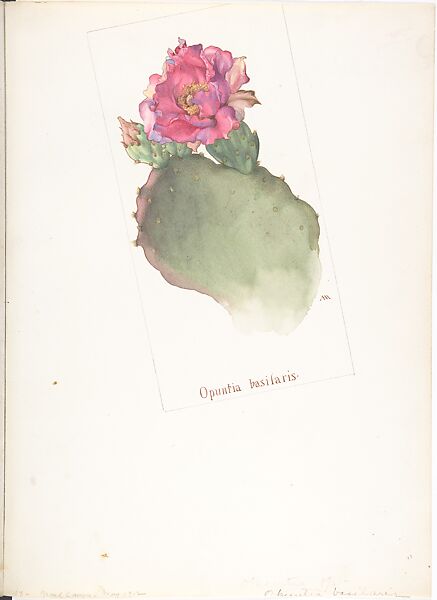Opuntia basilaris, Margaret Neilson Armstrong (American, New York 1867–1944 New York), Watercolor and brown ink over graphite, with page design indicated in graphite 