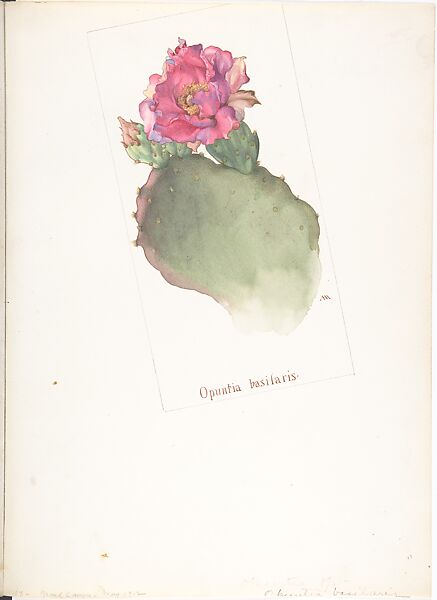 Opuntia Basilaris, Margaret Neilson Armstrong (American, New York 1867–1944 New York), Watercolor and brown ink over graphite, with page design indicated in graphite 