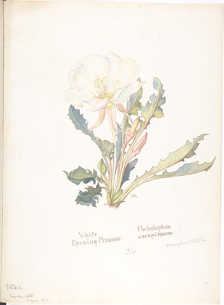 White Evening Primrose (Pachylophus marginatus), Margaret Neilson Armstrong (American, New York 1867–1944 New York), Watercolor and brown ink over graphite, with page design indicated in graphite 