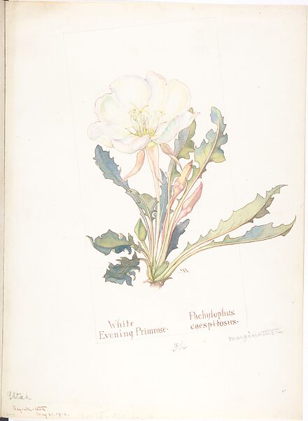 White Evening Primrose (Pachylophus Marginatus), Margaret Neilson Armstrong (American, New York 1867–1944 New York), Watercolor and brown ink over graphite, with page design indicated in graphite 